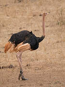 Common Ostrich