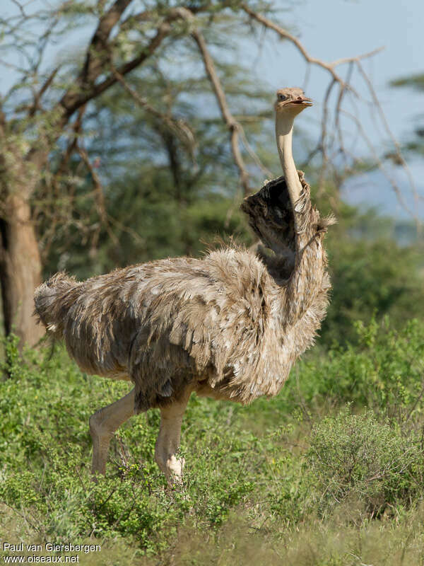 Autruche somalienne femelle adulte, identification