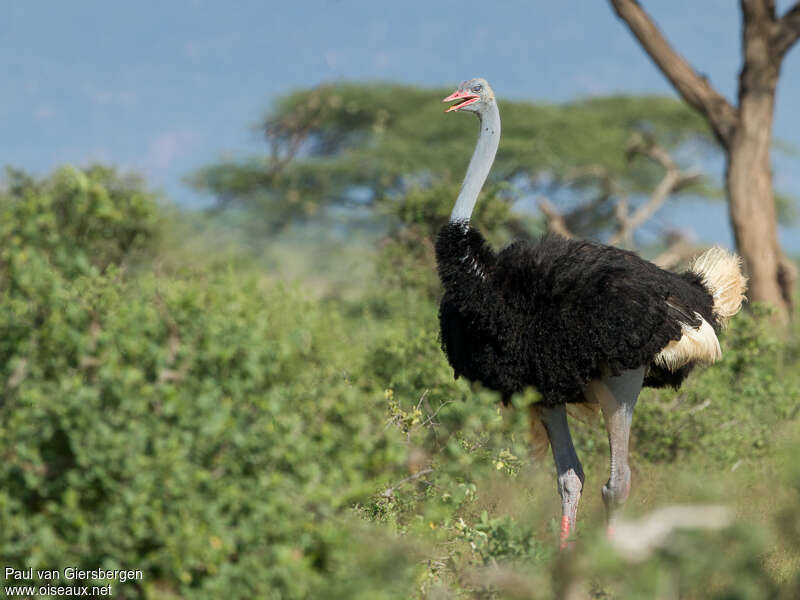 Autruche somalienne mâle adulte, habitat, pigmentation