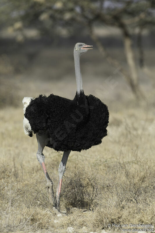 Somali Ostrich male adult