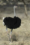 Somali Ostrich