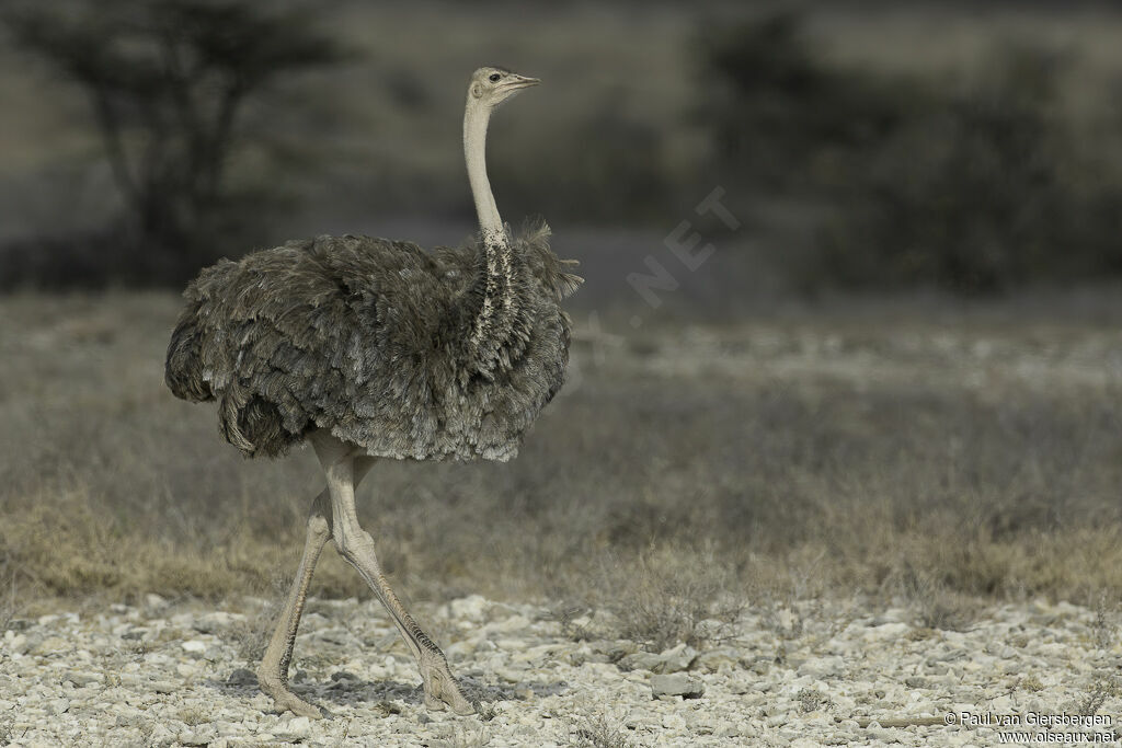 Somali Ostrich female adult