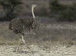 Somali Ostrich