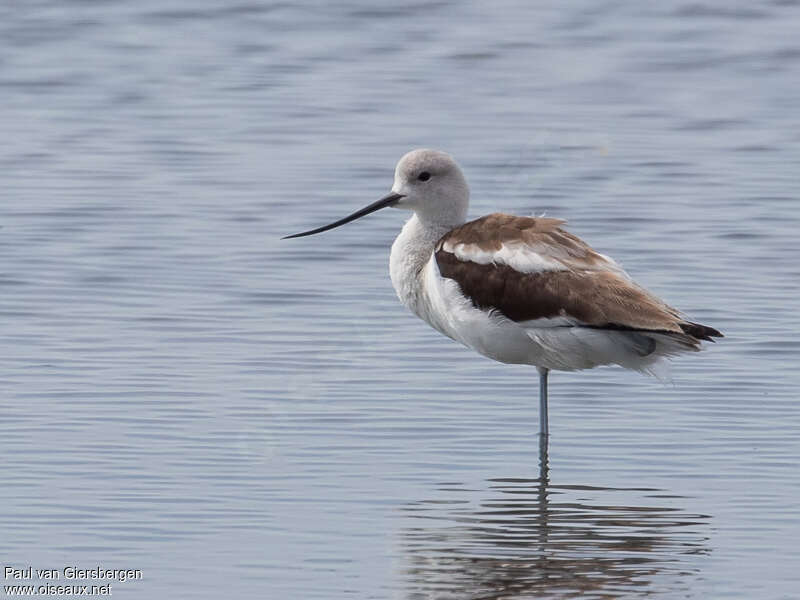 Avocette d'Amérique1ère année, identification