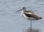 Avocette d'Amérique