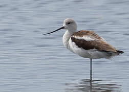 American Avocet