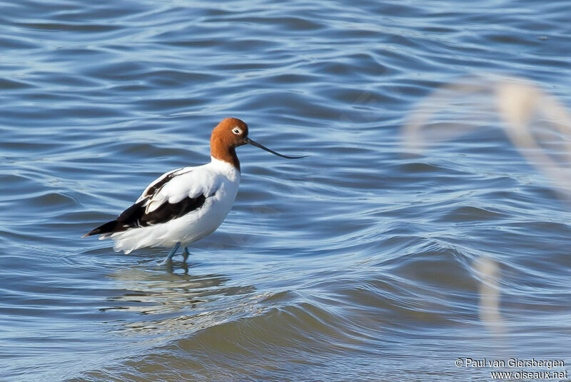 Avocette d'Australie