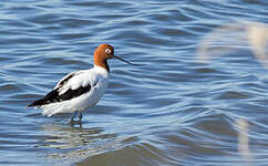 Avocette d'Australie