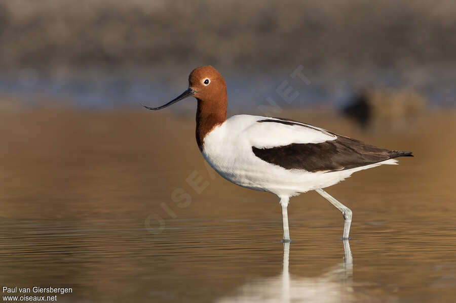 Avocette d'Australieadulte, identification