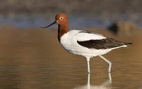 Red-necked Avocet