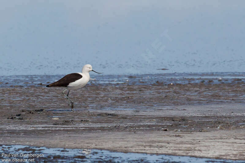 Andean Avocetadult