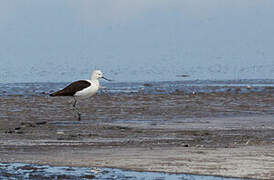 Avocette des Andes