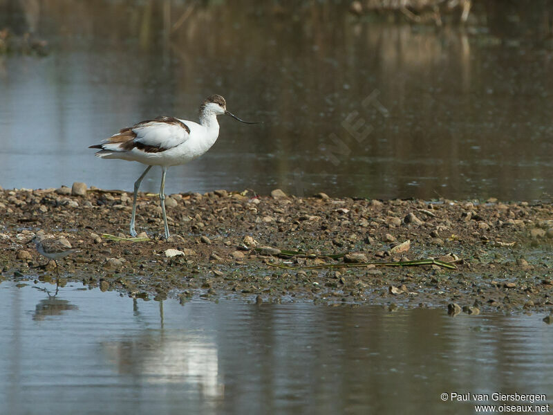 Avocette élégante