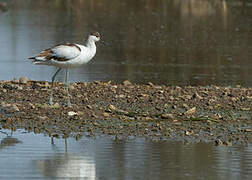 Avocette élégante