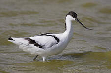 Avocette élégante