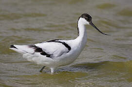 Pied Avocet