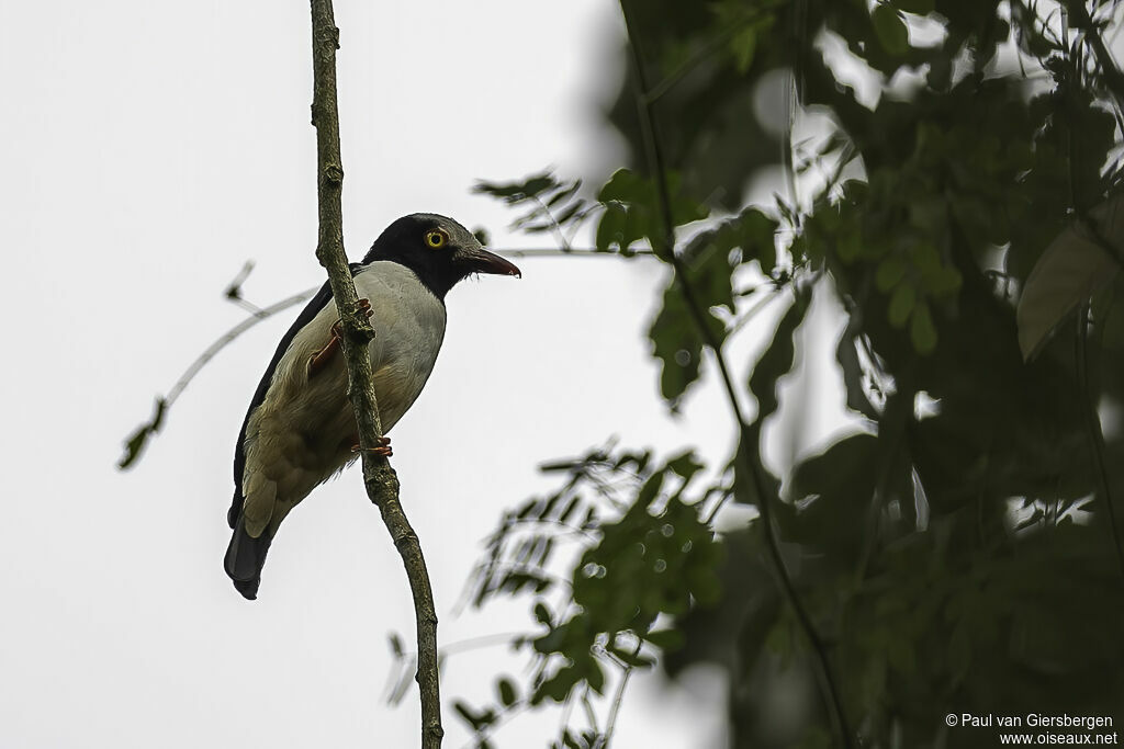 Red-billed Helmetshrikeadult