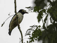 Red-billed Helmetshrike