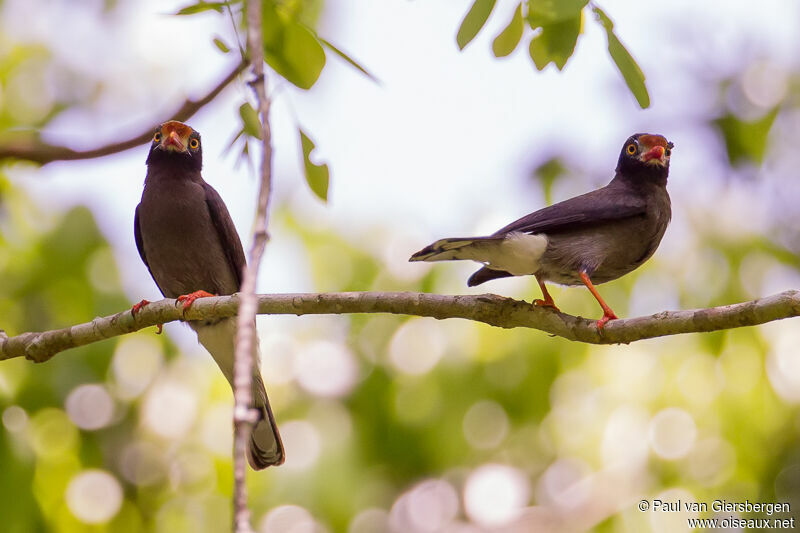 Chestnut-fronted Helmetshrike