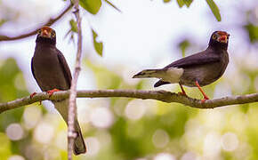 Chestnut-fronted Helmetshrike