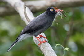 Chestnut-fronted Helmetshrike