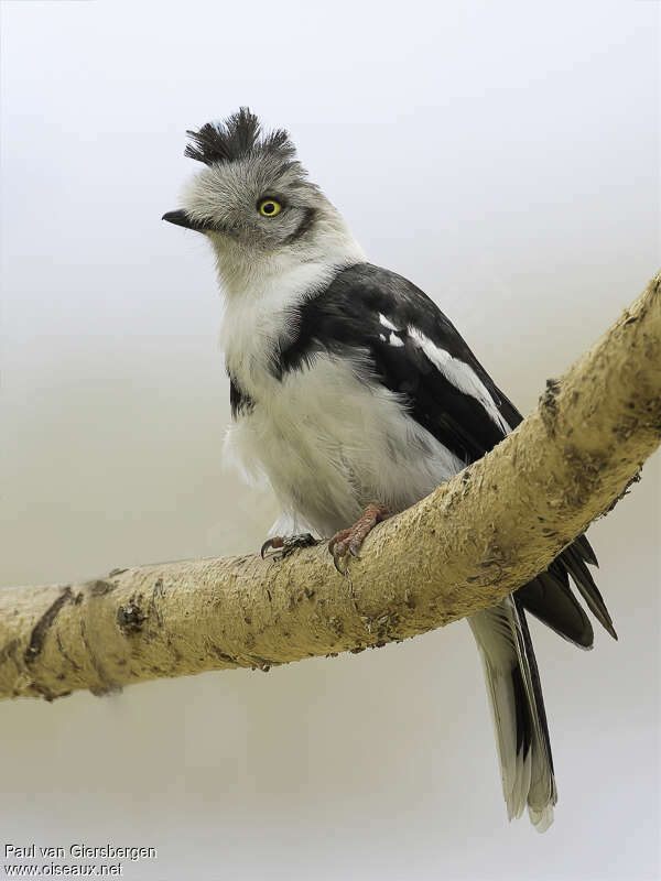 Grey-crested Helmetshrikeadult, identification