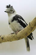 Grey-crested Helmetshrike