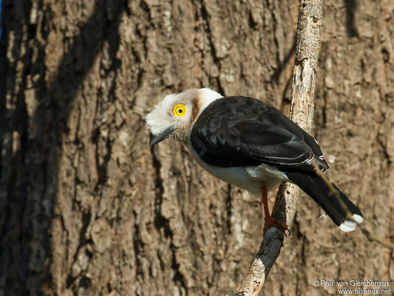 White-crested Helmetshrike