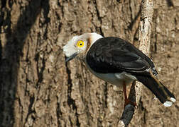 White-crested Helmetshrike