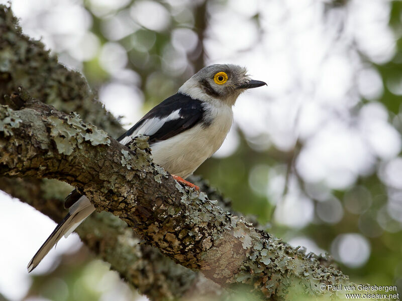 White-crested Helmetshrike