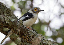 White-crested Helmetshrike