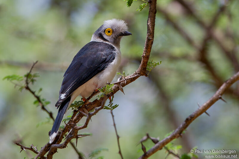 White-crested Helmetshrike