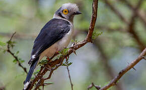 White-crested Helmetshrike