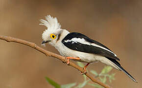 White-crested Helmetshrike