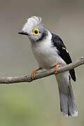 White-crested Helmetshrike