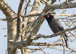 Gabela Helmetshrike