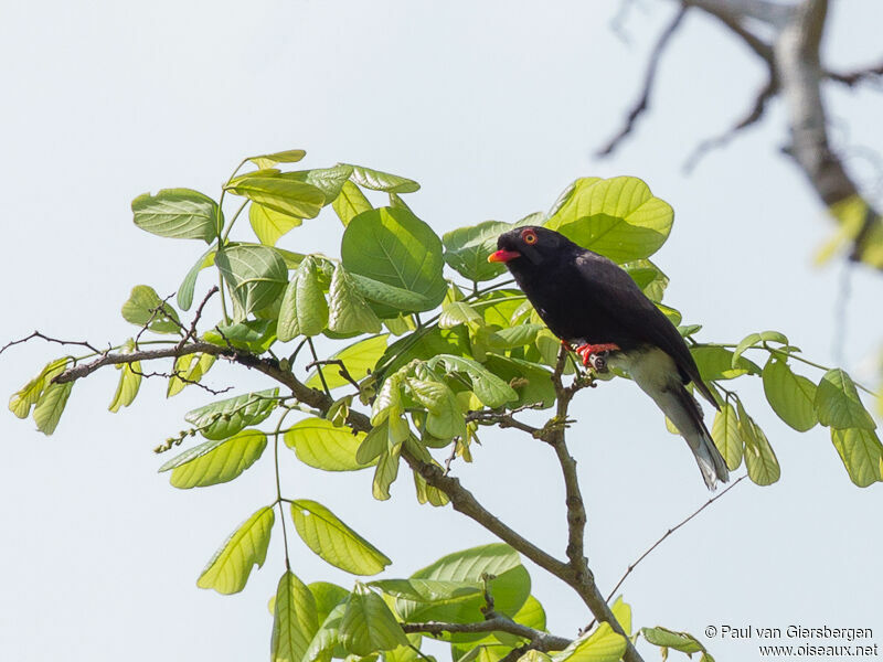 Retz's Helmetshrike