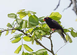 Retz's Helmetshrike