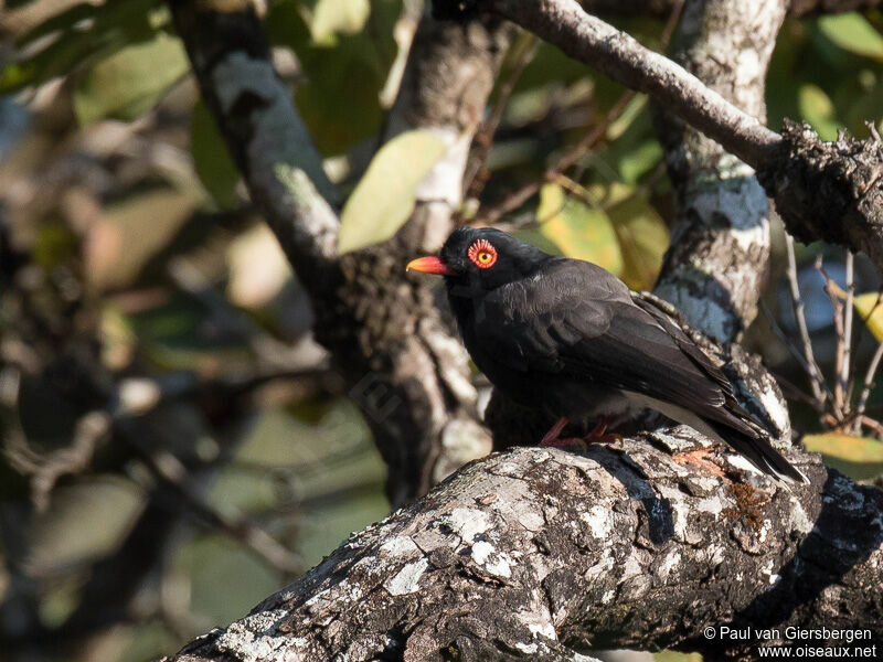 Retz's Helmetshrike