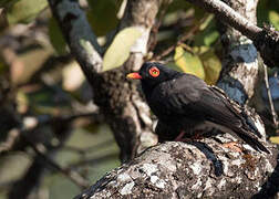 Retz's Helmetshrike