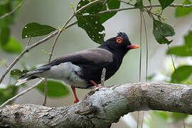 Retz's Helmetshrike