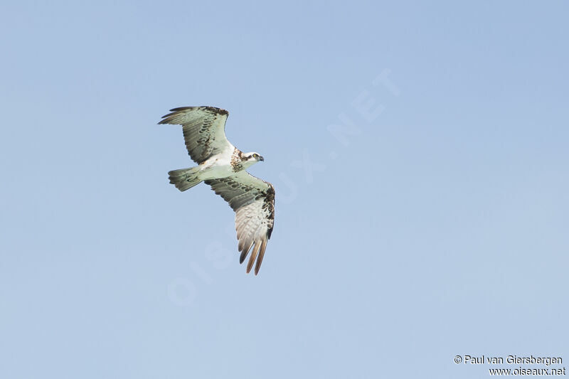 Osprey (cristatus)