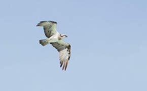 Osprey (cristatus)