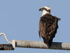 Balbuzard d'Australie