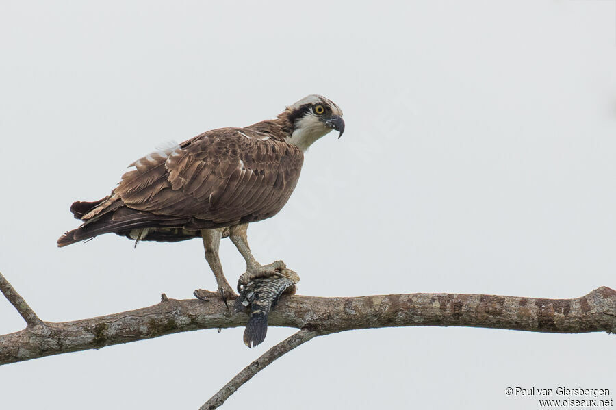 Western Osprey