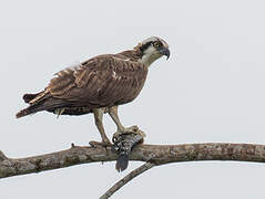 Western Osprey