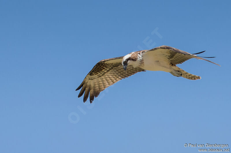 Western Osprey