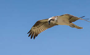 Western Osprey