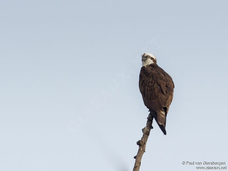 Western Osprey