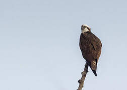 Western Osprey